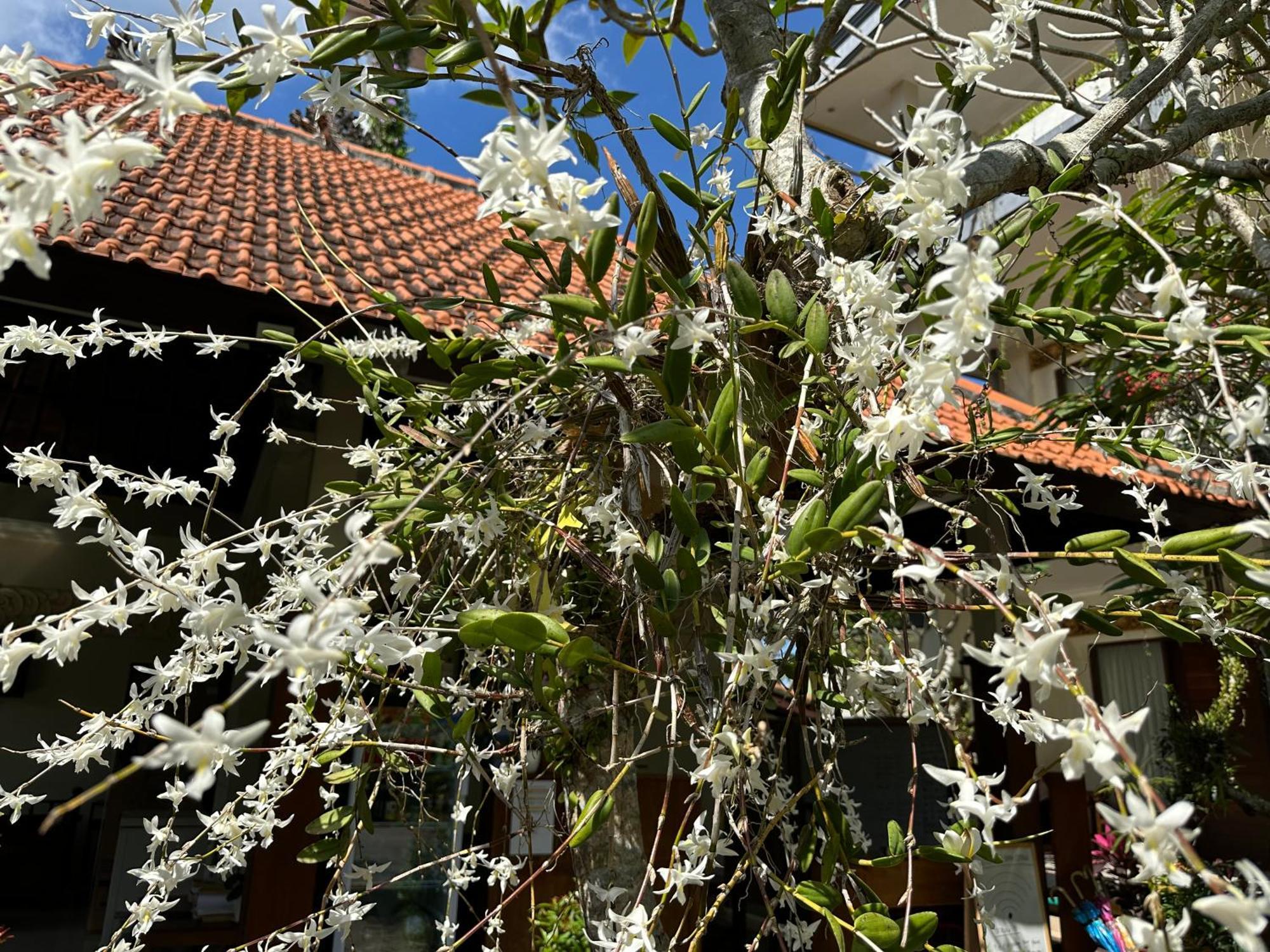 Brata Cottage Ubud Eksteriør bilde